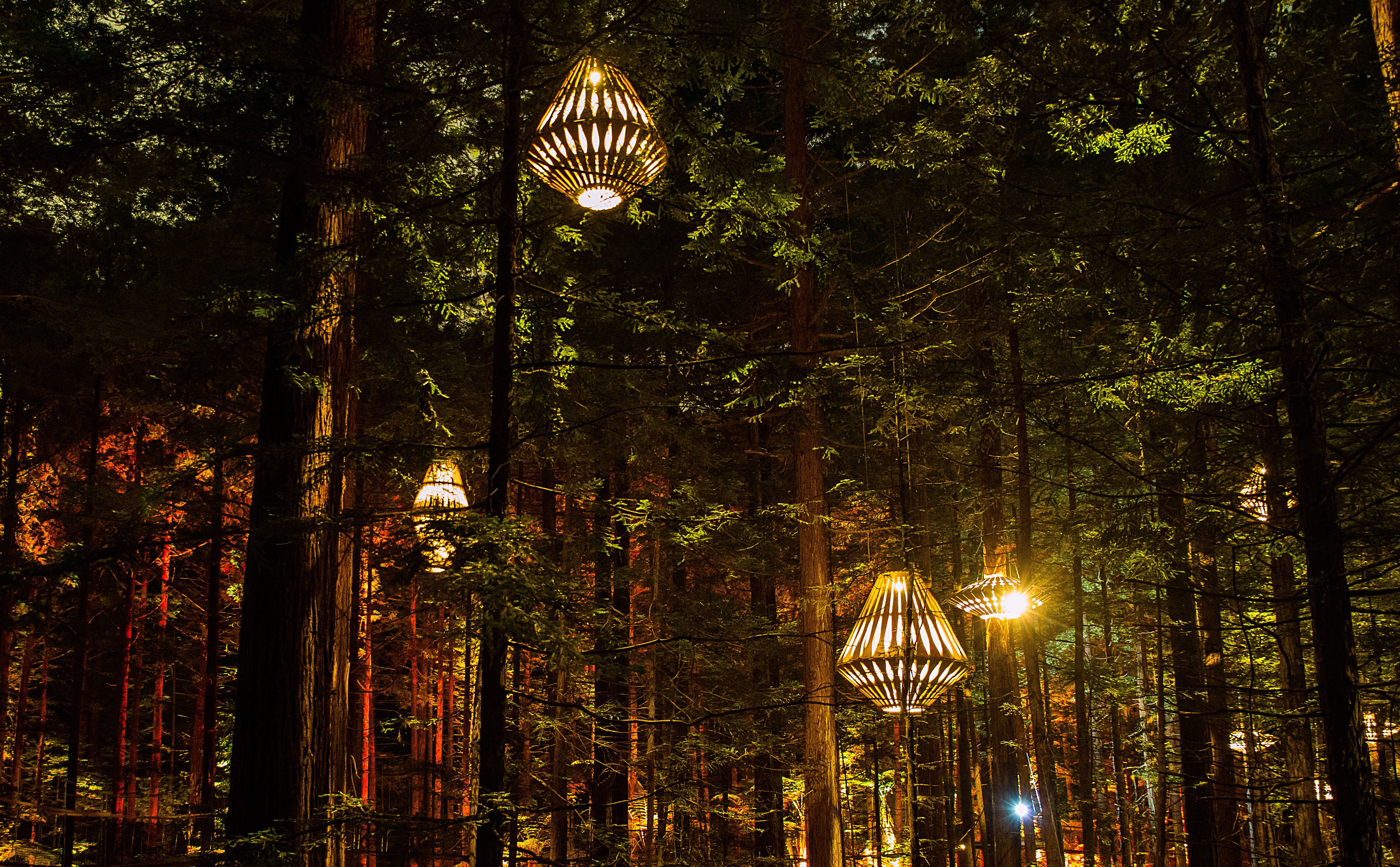 Treewalk Nightlights